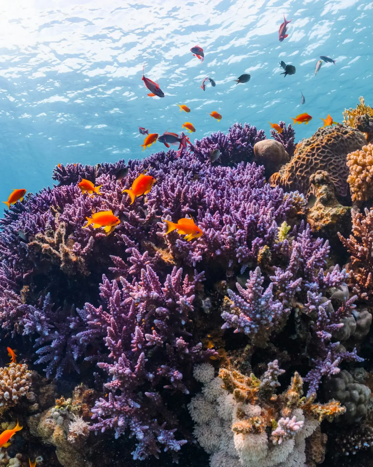A diver gliding above a living coral reef
